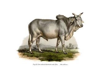 Malian Zebu Cow